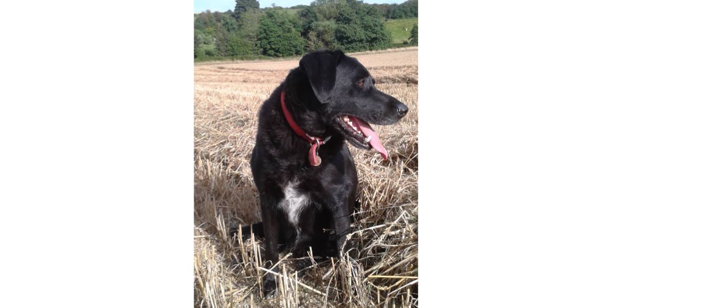 Mack at Broome Park Farm B&B