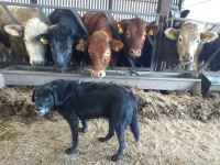 Life at Broome Park Farm B&B