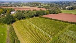 One of the Oldest Vineyards in UK