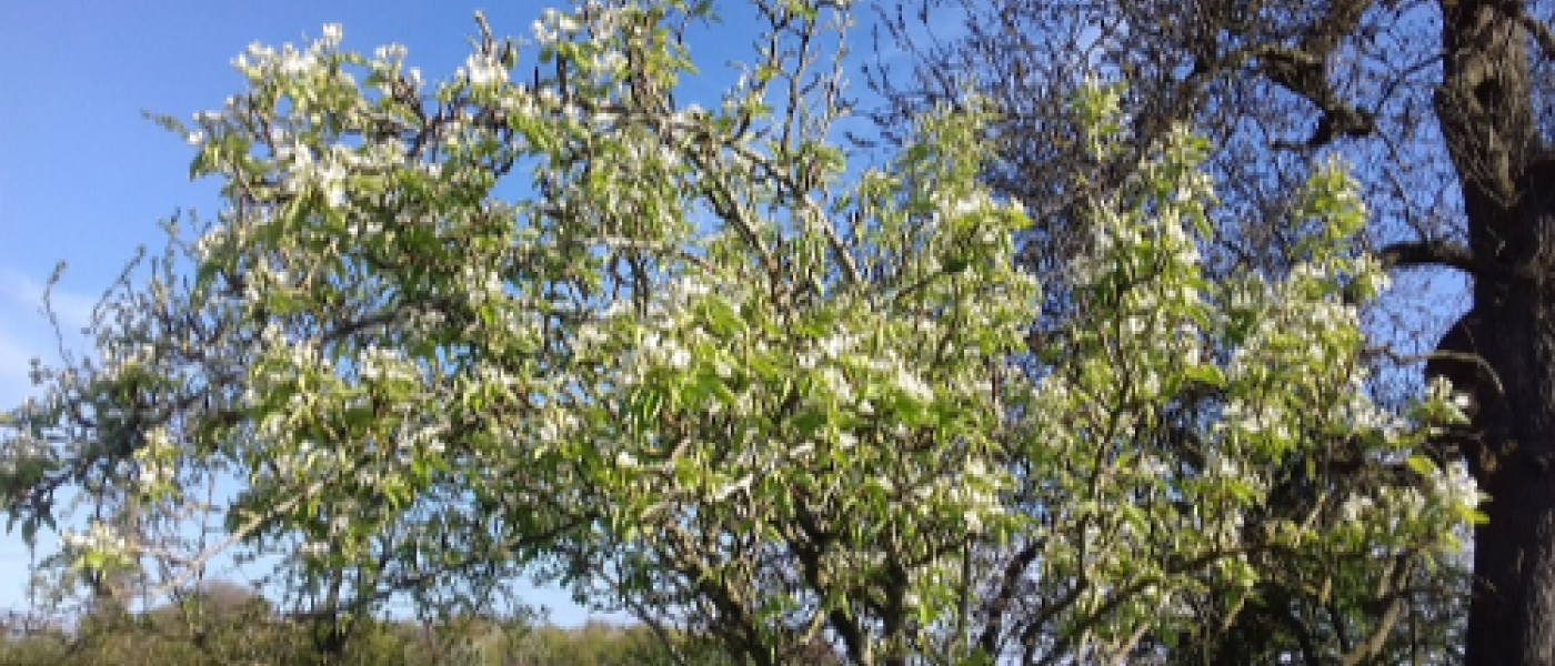 Beautiful Spring Blossom Beautiful Spring Blossom