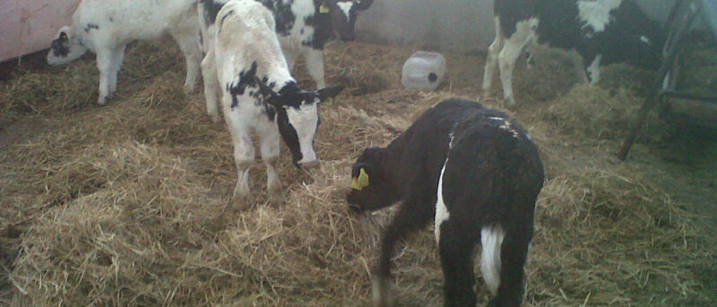Calf Rearing at Broome Park Farm Calf Rearing at Broome Park Farm