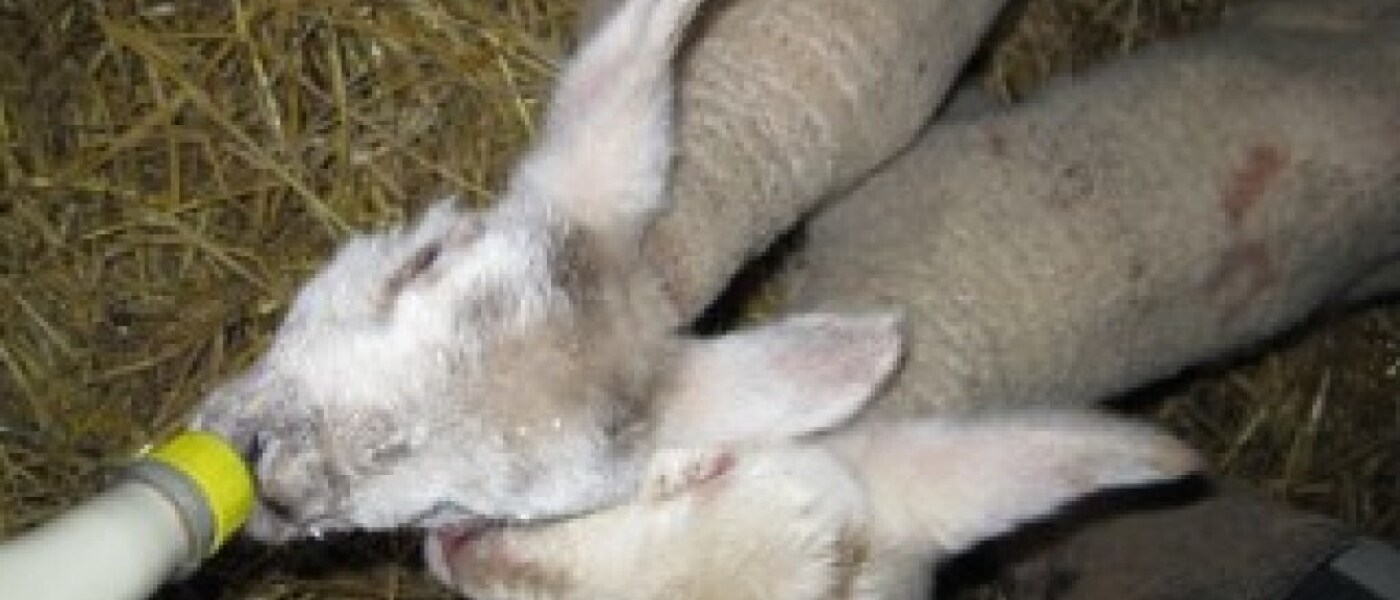 Early Lambs Early Lambs