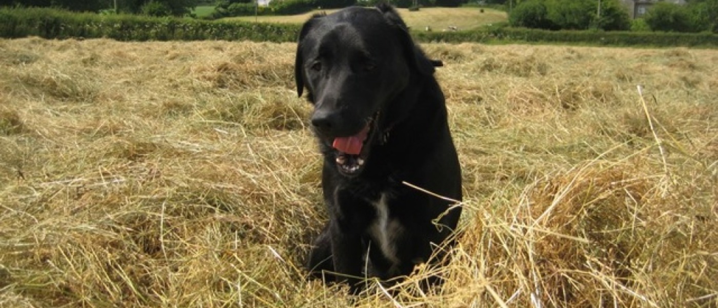 Haymaking Haymaking