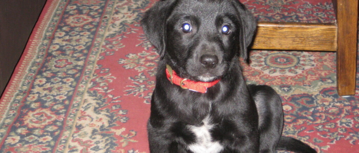 New Puppy at Broome Park Farm New Puppy at Broome Park Farm