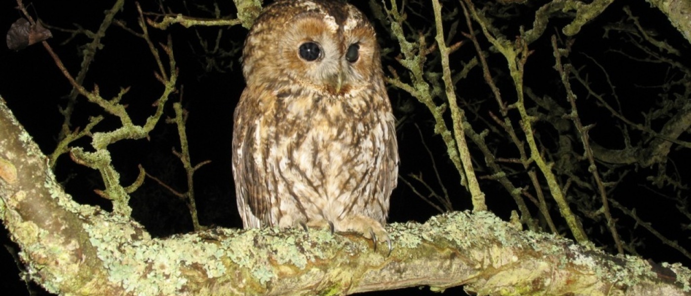 Night Owls Night Owls