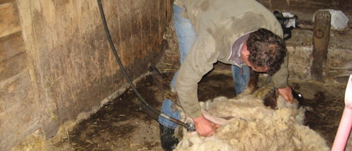 Not so woolly jumpers! Not so woolly jumpers!