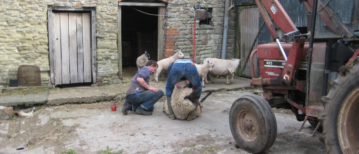Sheep Shearing Sheep Shearing